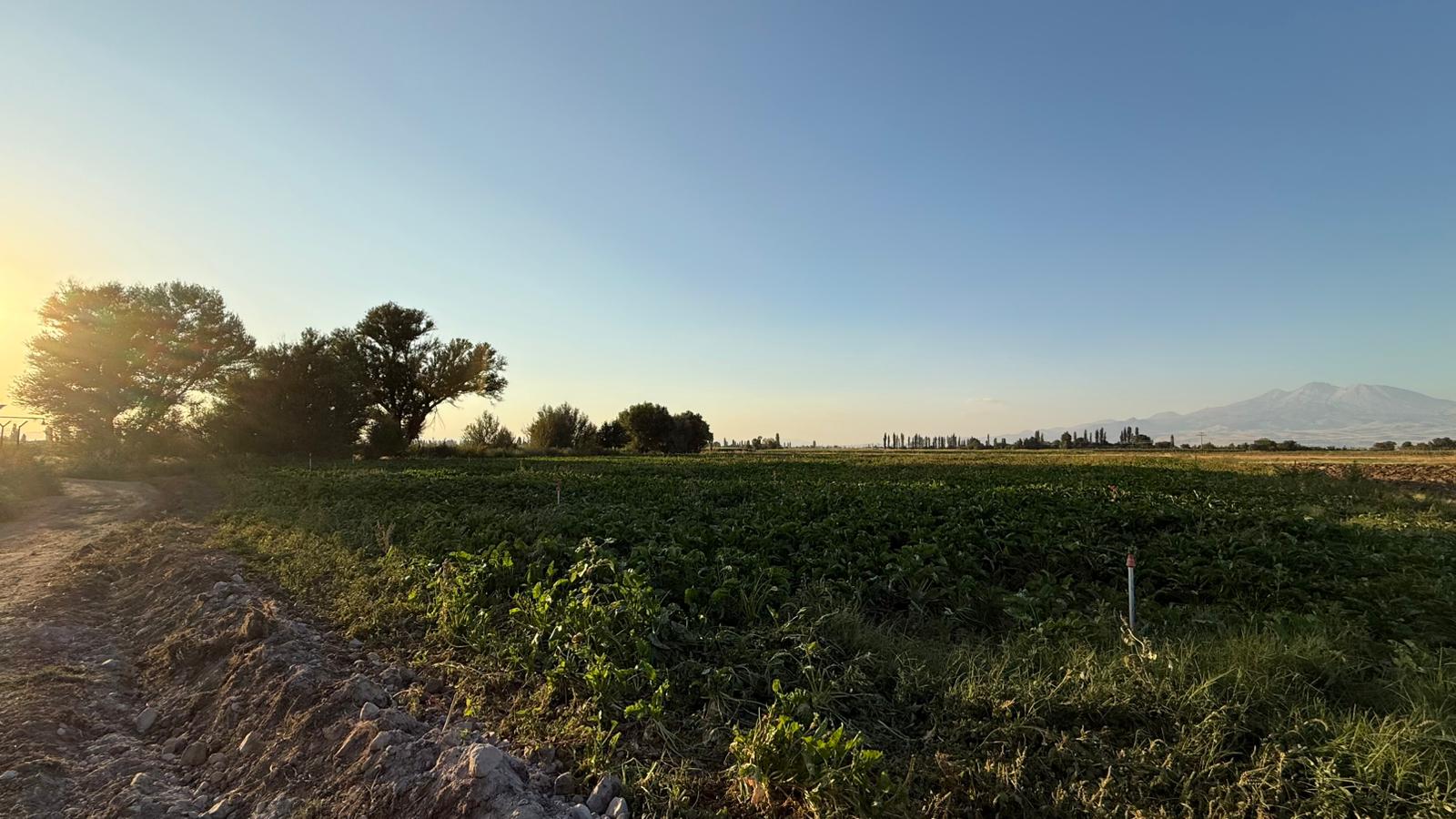 KAYSERİ DEVELİ GAZİKÖY MAHALLESİ KARAYER MEVKİİNDE SATILIK TARLA